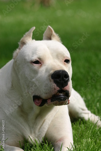 Foto portrait d'un dogue argentin menaçant