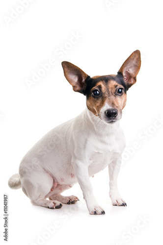 jack russel terrier © Andreas Gradin