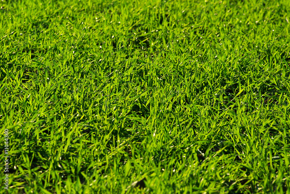 grass texture