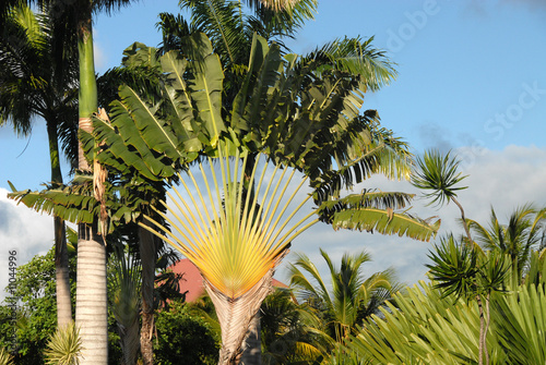 Arbre du voyageur