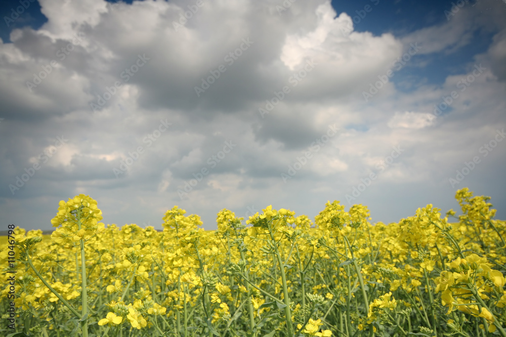 Obraz premium Rape filed with beautiful sky