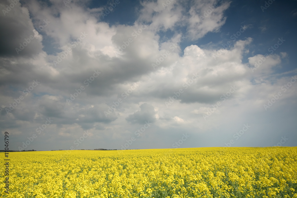 Obraz premium Rape filed with beautiful sky