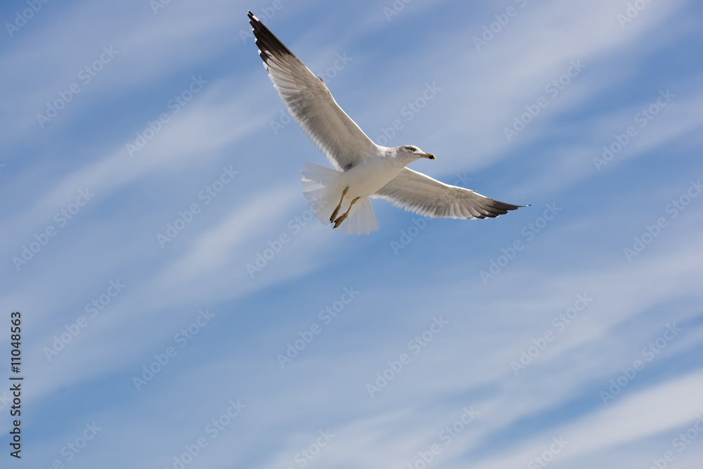 seagull on the sky seagull on the sky