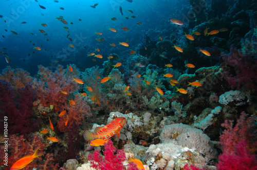 Fototapeta Naklejka Na Ścianę i Meble -  Coral Reef