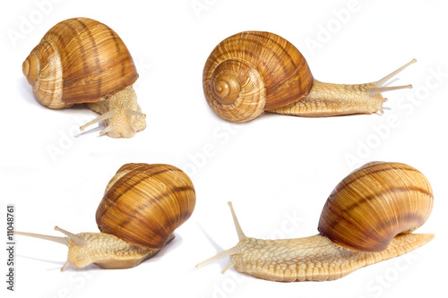 Several snails. Different angle