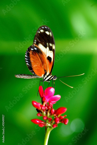 Butterfly in the backyard © W.Scott McGill
