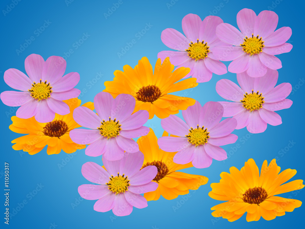 Flowers ñamomiles decorative