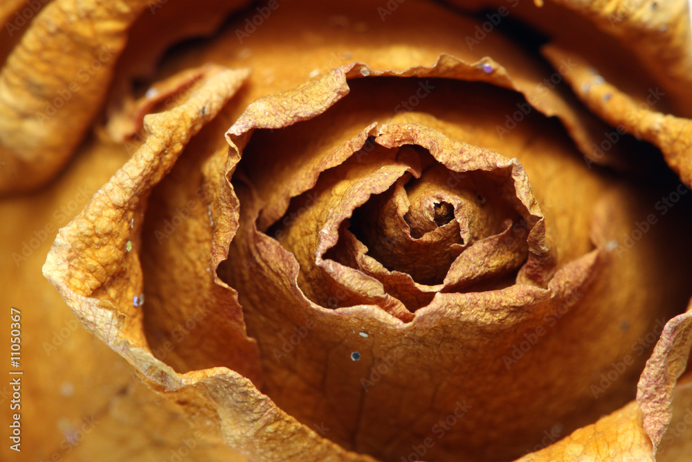 Fototapeta premium Withered Rose
