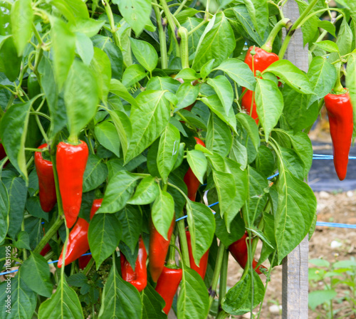 Culture de piments