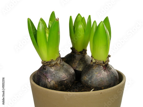Jacinthes