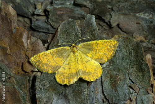 Geometrid moth