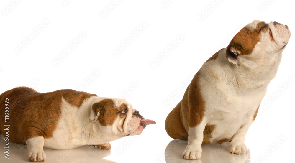 one bulldog sticking her tongue out at another - dog fight