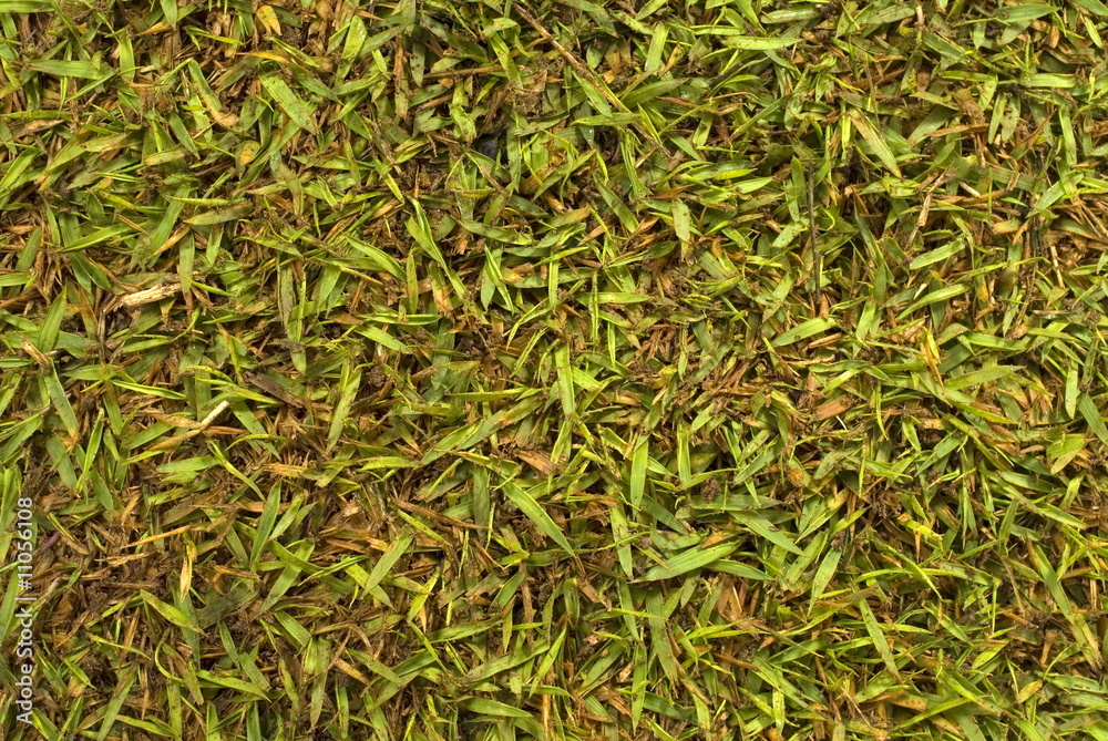 Grass Background