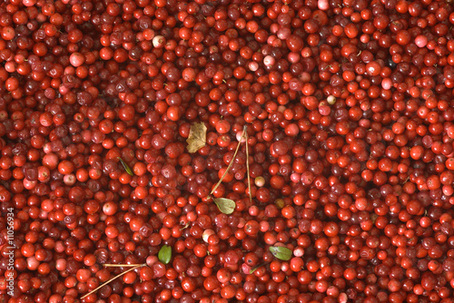 cowberries
