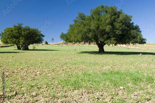 Two Argan trees