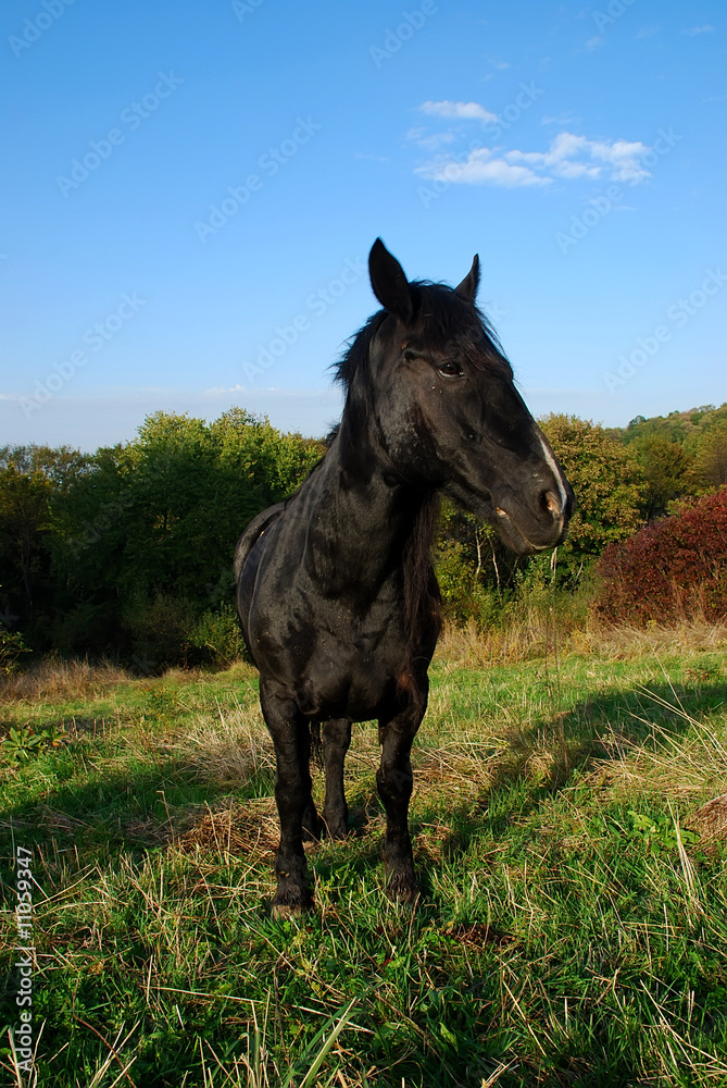 Obraz premium Horse