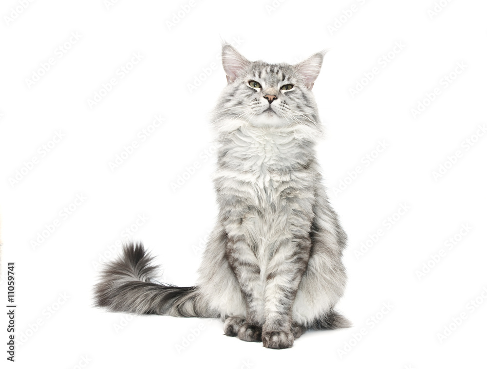 grey maine coon cat