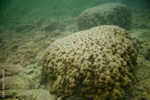 Brain Coral photo