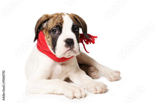 puppy with red scarf pays attention