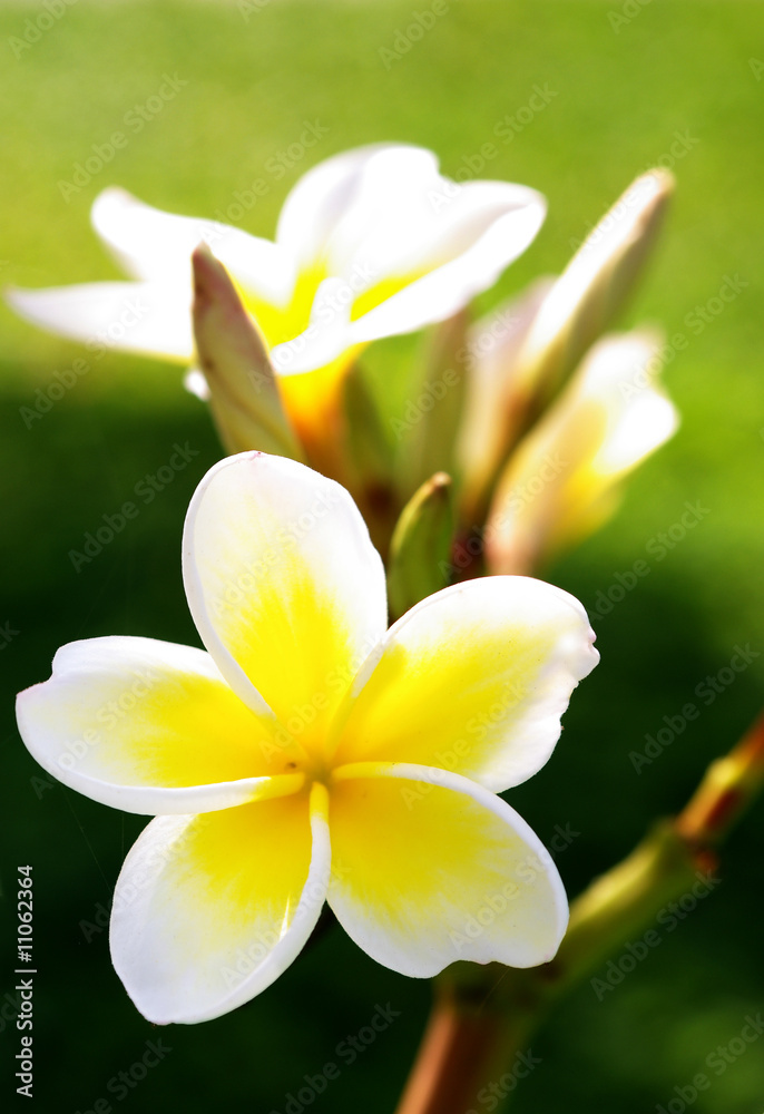 The Flower 3 The Flower 3