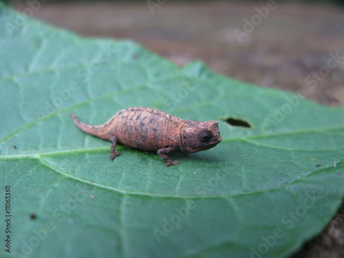 mini cameleon