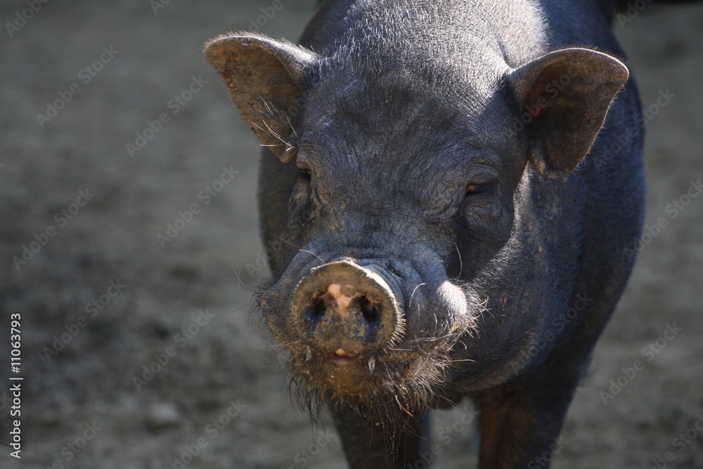 Cochon noir Cochon noir