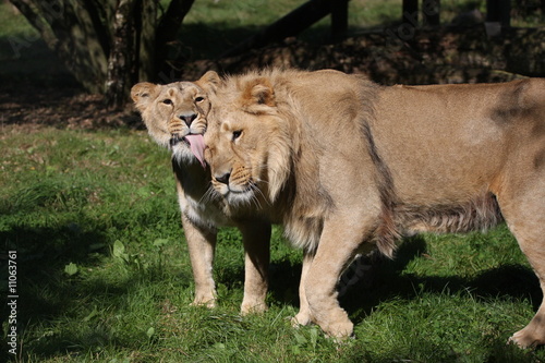 lion et sa lionne