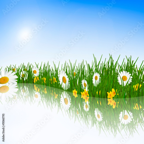 spring meadow with daisies