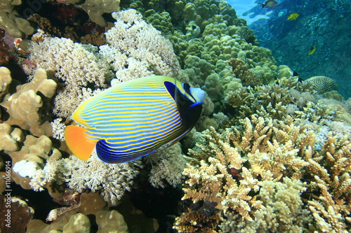 Emperor Angelfish