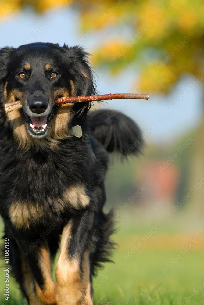 hovawart, hund, Stock-foto | Adobe Stock