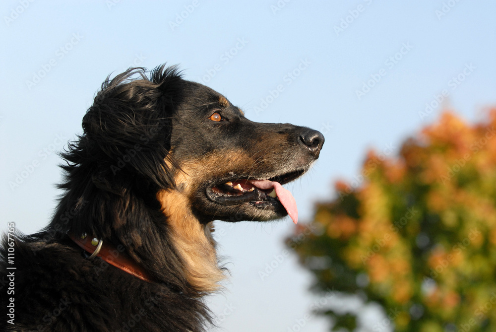 Fototapeta premium hovawart, hund, haushund