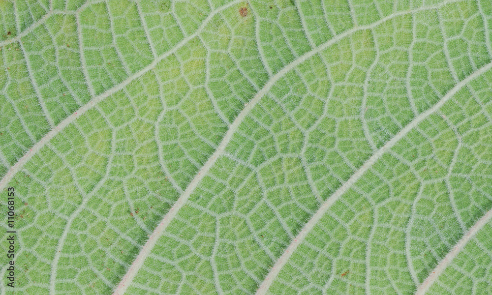 Leaf Leaf