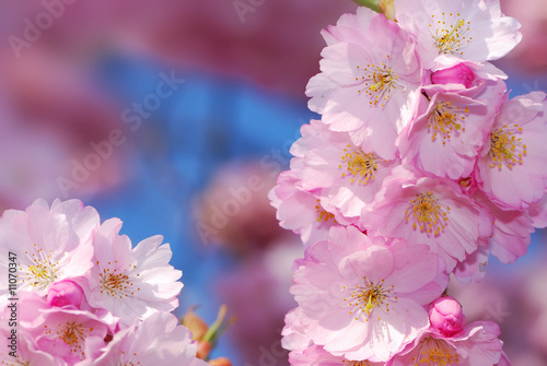 Cherry blossoms