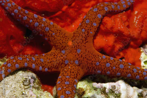 ghardaqa sea star