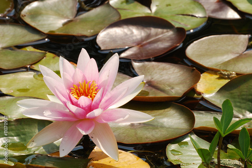 Water lily photo