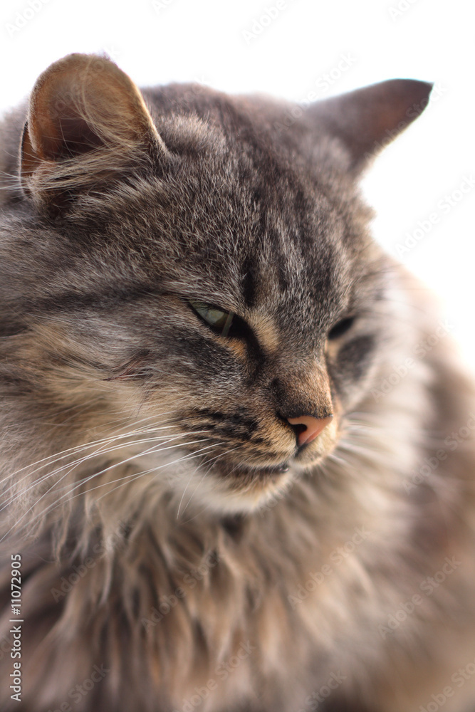 Fototapeta premium cat