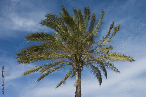 Palme - The Palmtree -