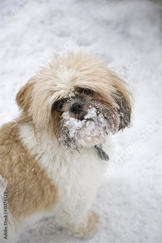 Shih Tzu in the Snow #2