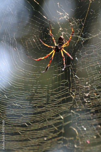 Center of the Web