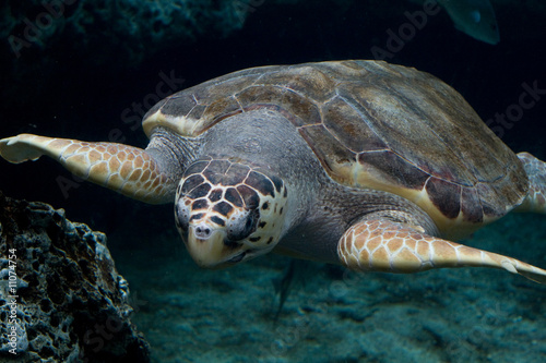 Loggerhead sea turtle gliding through the water