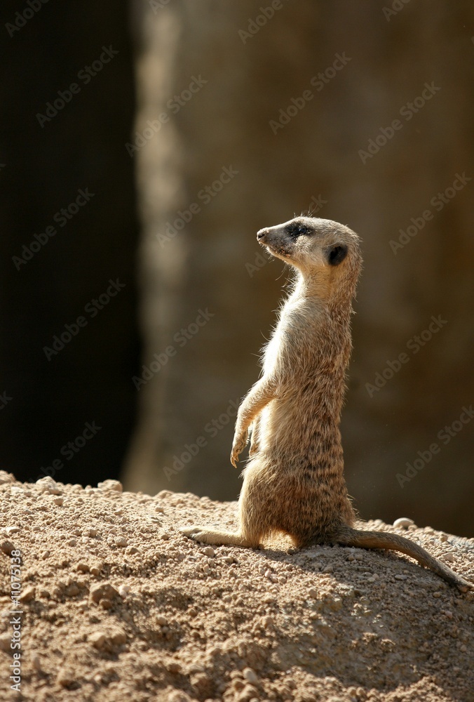 Fototapeta premium African suricata standing alert