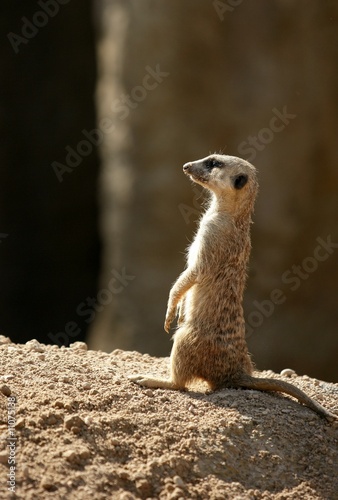 African suricata standing alert © lunamarina