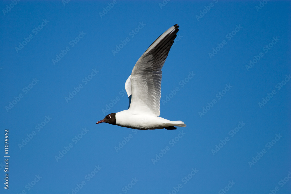 Obraz premium Larus ridibundus