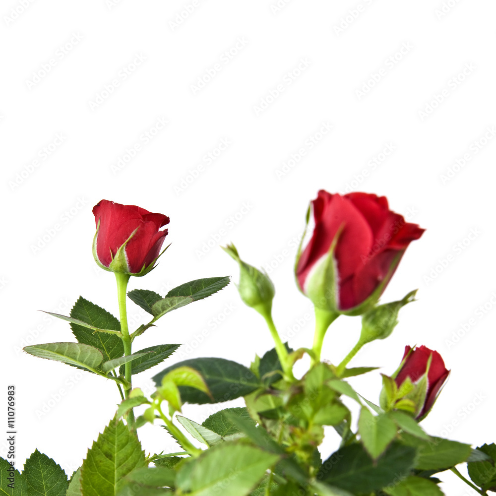 red rose bouquet isolated on white red rose bouquet isolated on white