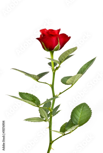 Wallpaper Mural red rose isolated on white Torontodigital.ca