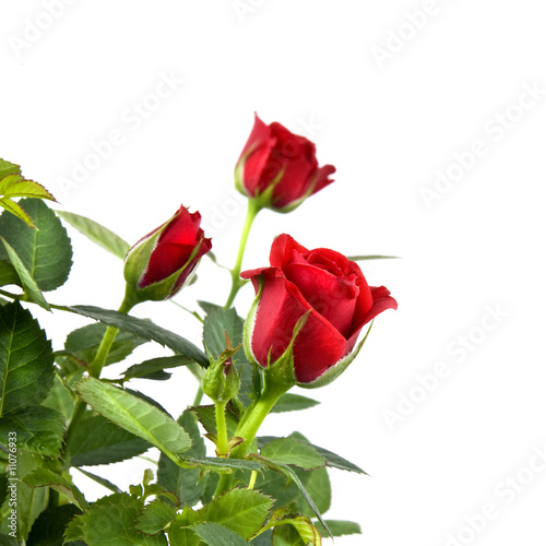 red rose bouquet isolated on white