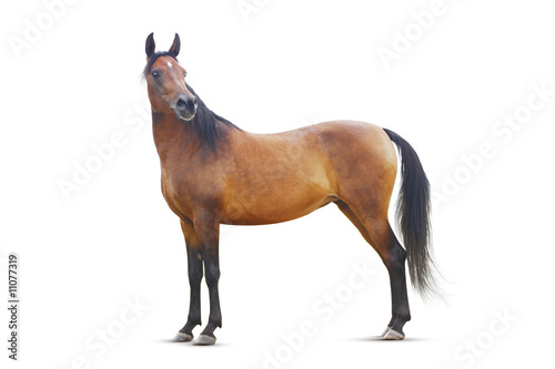 standing bay arabian horse isolated.