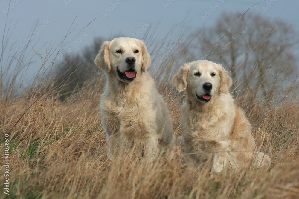 Chiens dans les hautes herbes Chiens dans les hautes herbes