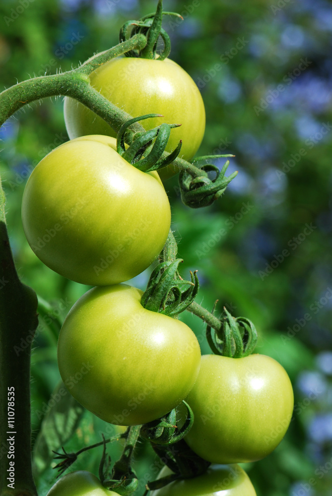 Green Tomatoes