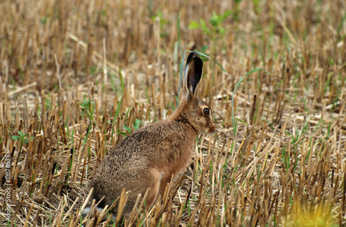 Hare © manfredxy